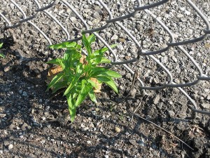 עשביה צמוד גדר